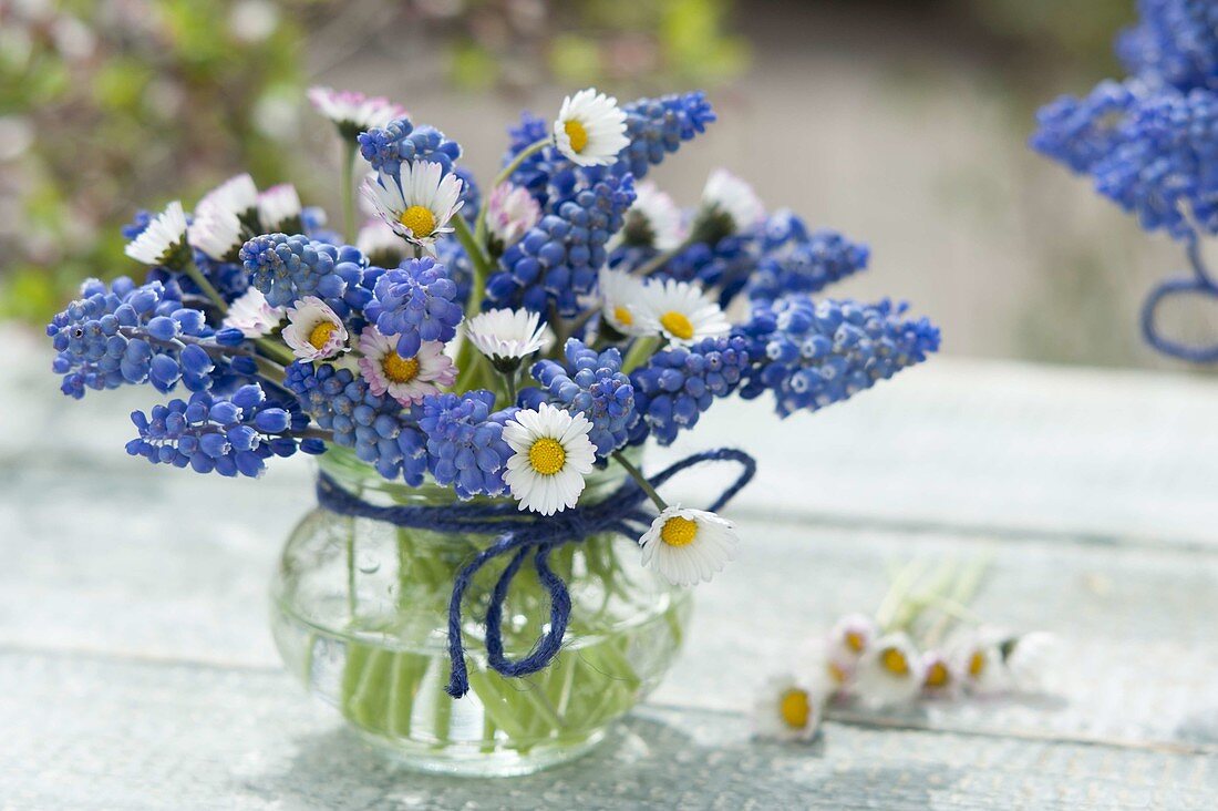Small bunch of Bellis perennis and Muscari