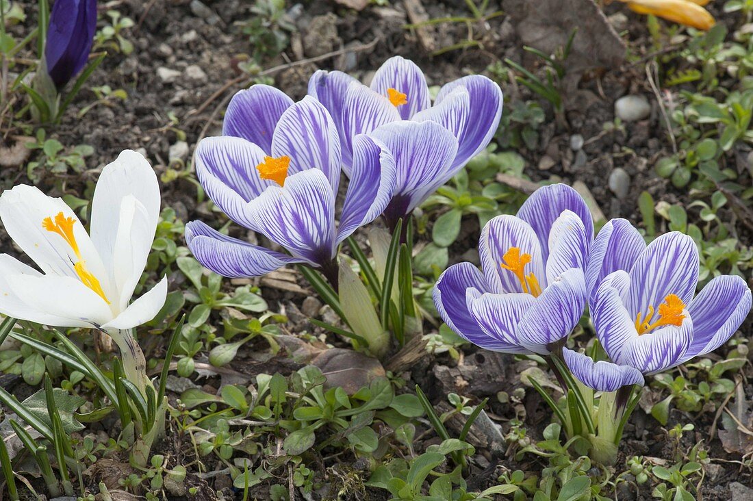 Crocus vernus 'Pickwick', 'Jeanne D'Arc' (Crocus)