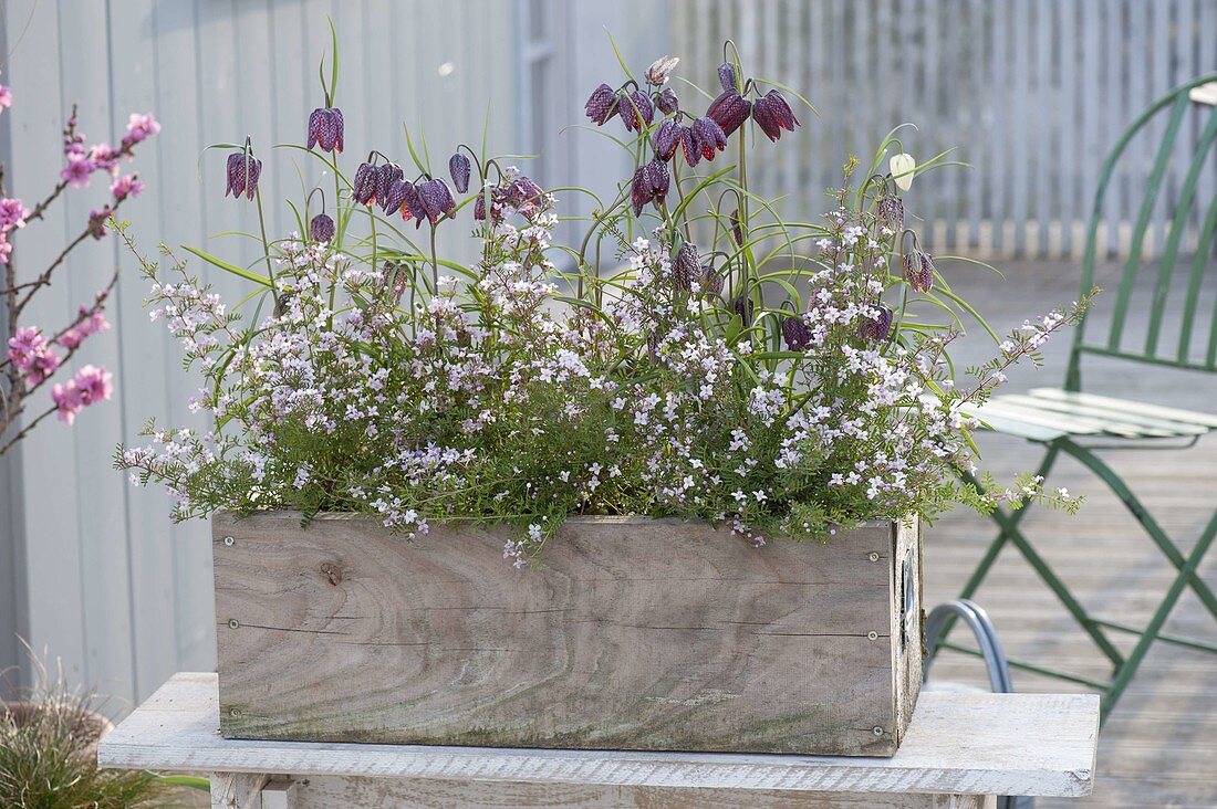 Holzkasten mit Boronia anemonifolia (Duftsternchen) und Fritillaria meleagris