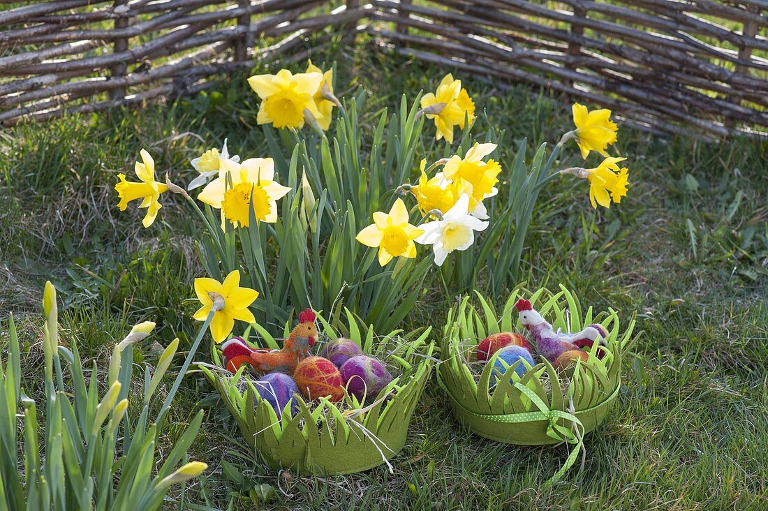 Osternester aus gruenem Filz neben Narcissus (Narzissen)