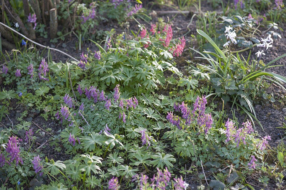 Corydalis solida (Gefingerter Lerchensporn)