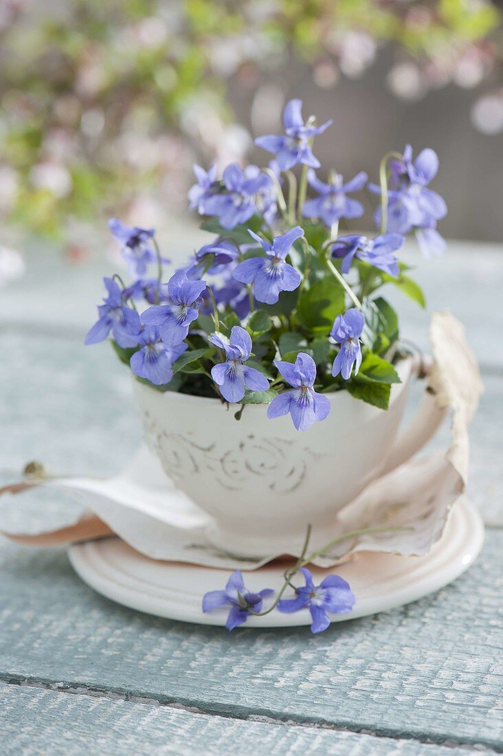 Viola odorata (scented violet) in a small cup