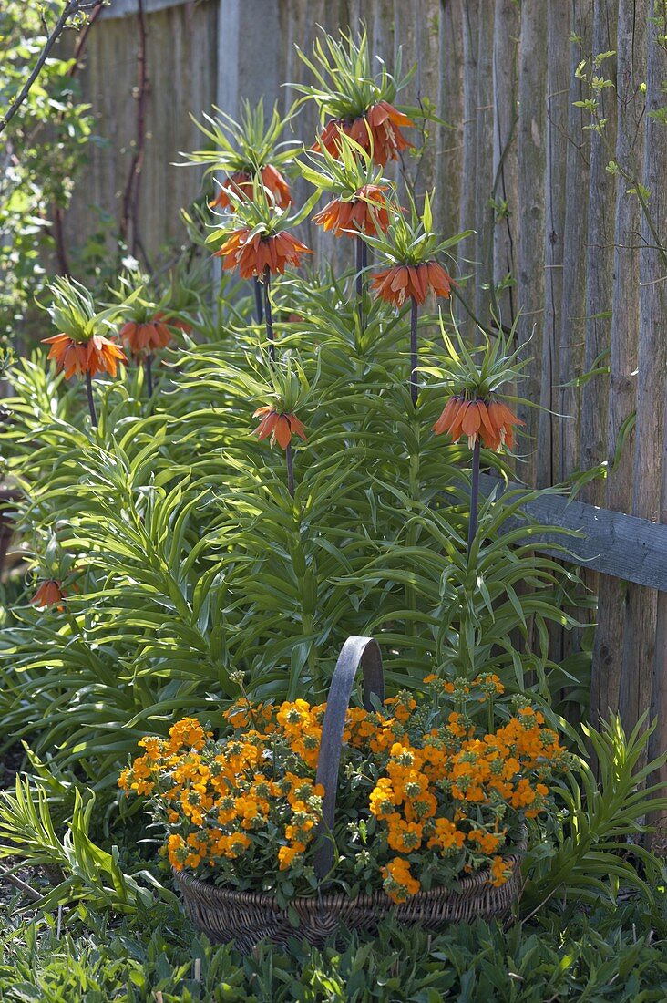 Fritillaria imperialis (imperial crown) in front of wooden wall, Erysimum