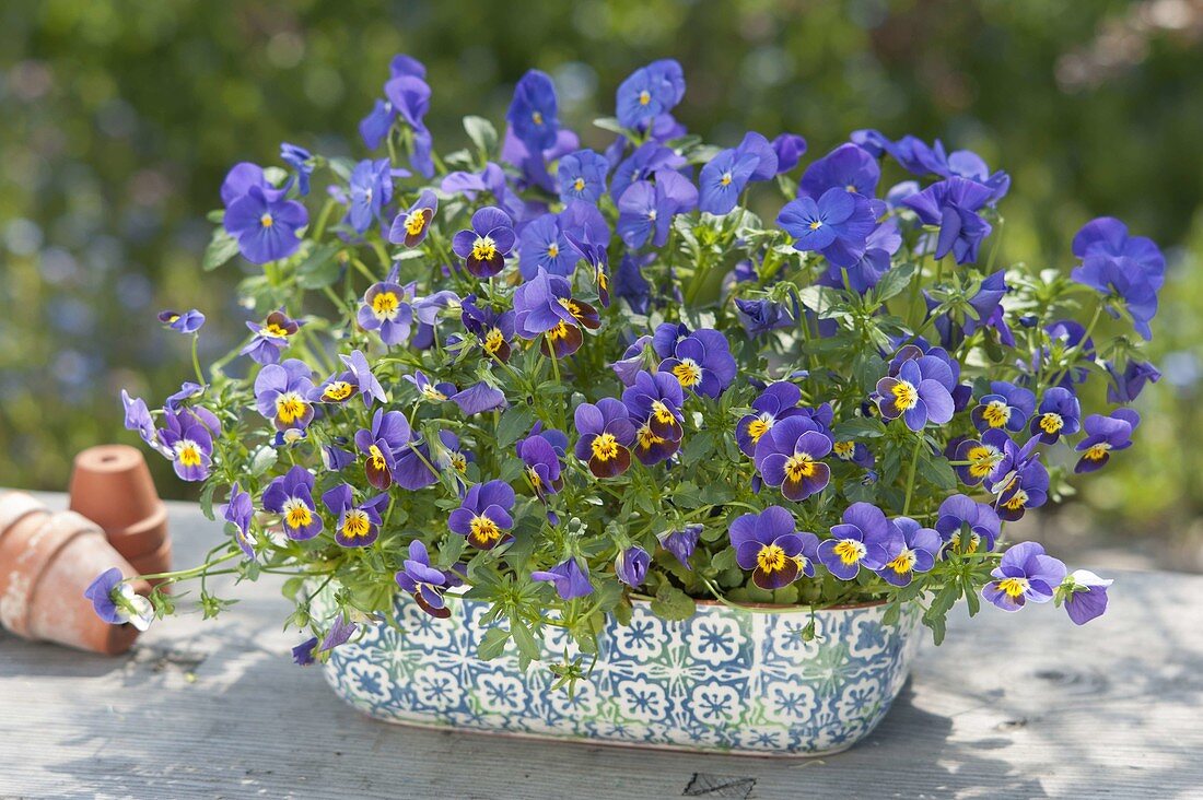 Keramikkasten mit Viola cornuta (Hornveilchen)