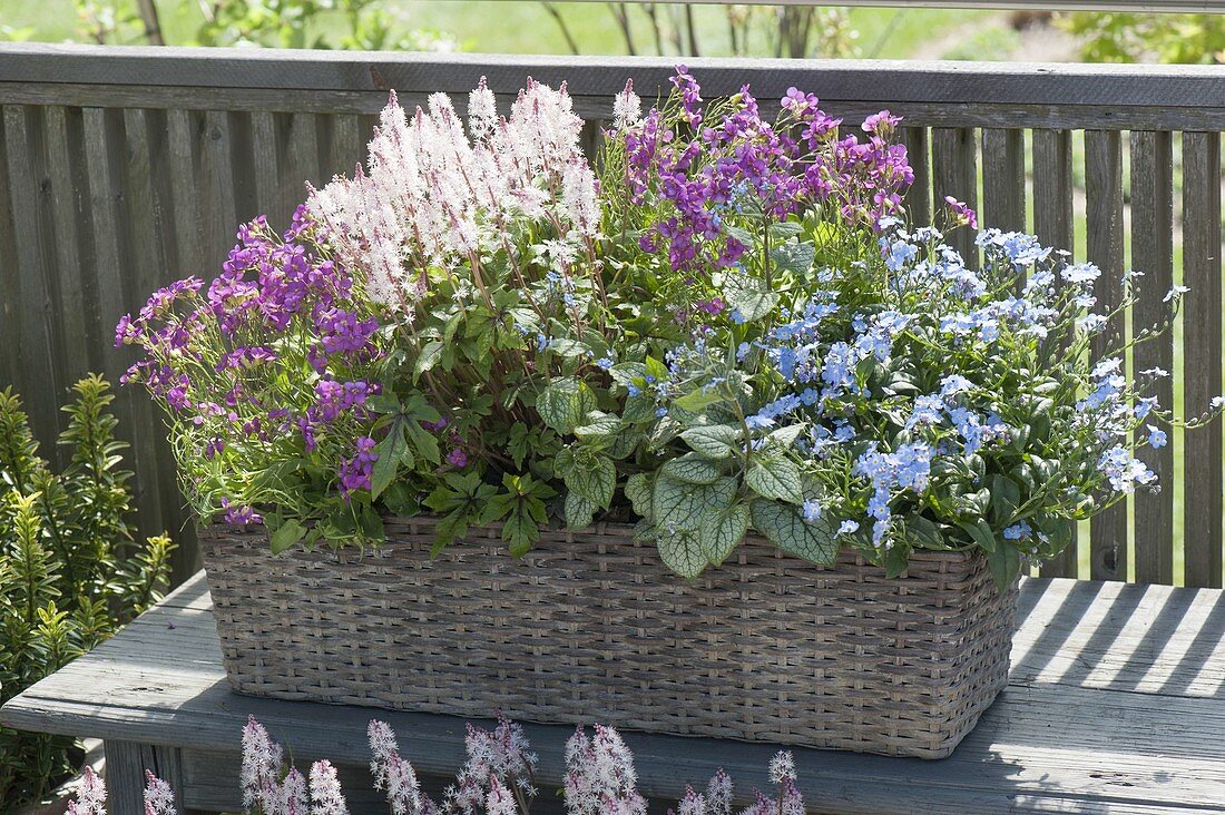 Korbkasten bepflanzt mit Fruehlingsbluehern : Tiarella (Schaumblüte)