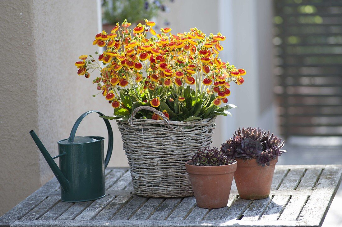 Plant basket with slipper flowers