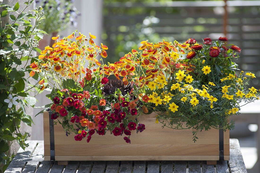 Balkonkasten in feurigen Farben bepflanzt
