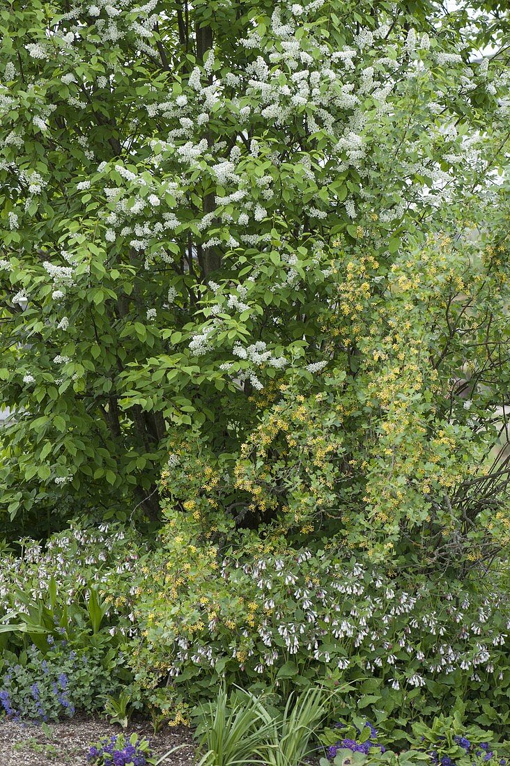 Prunus padus (Black cherry), Ribes aureum (Gold currant)