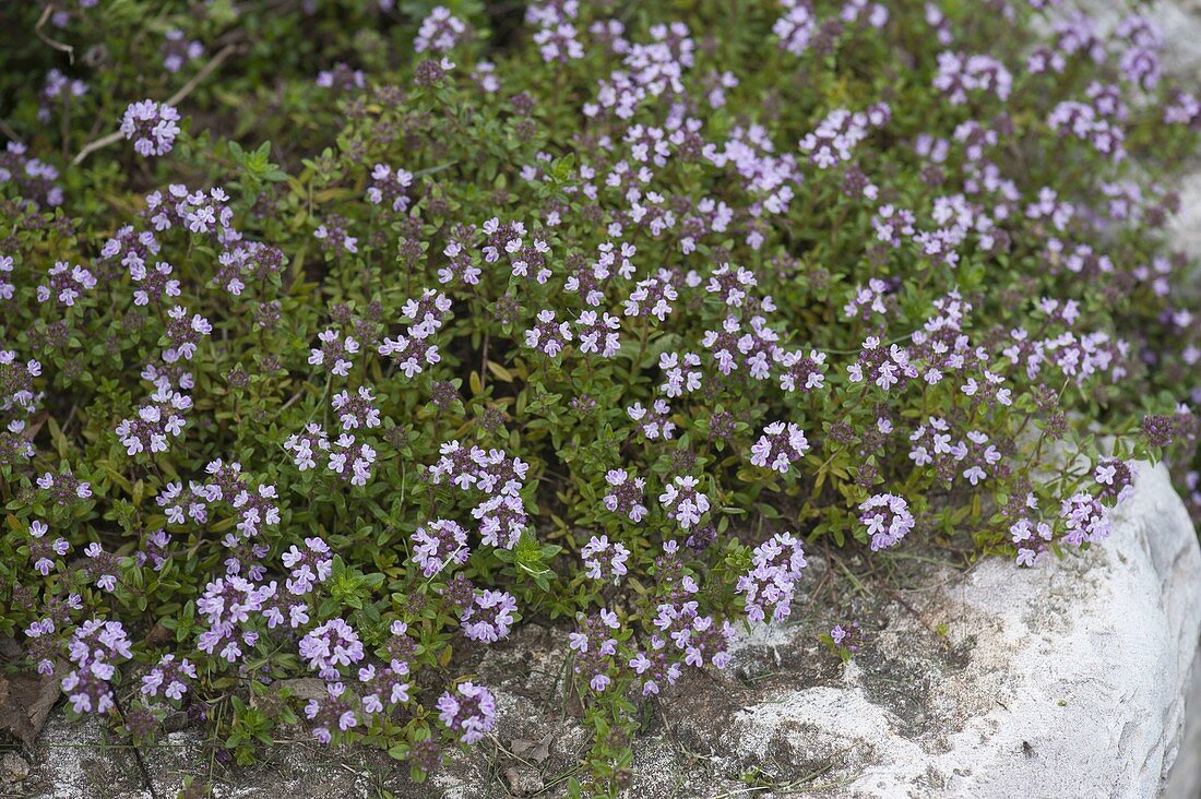 Blühender Thymian (Thymus vulgare) auf Steinmauer