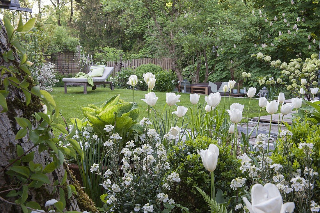 Weiße Tulpen im Frühlingsgarten
