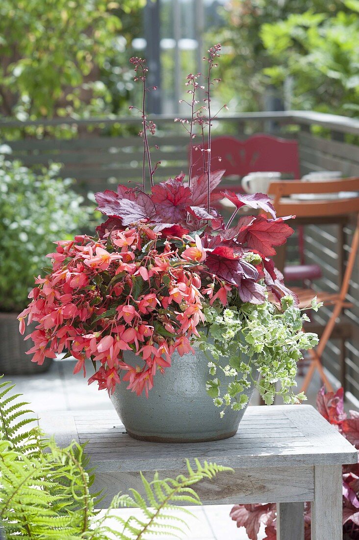 Pot for semi-shaded balconies-Begonia 'Summerwings Pink Elegance'