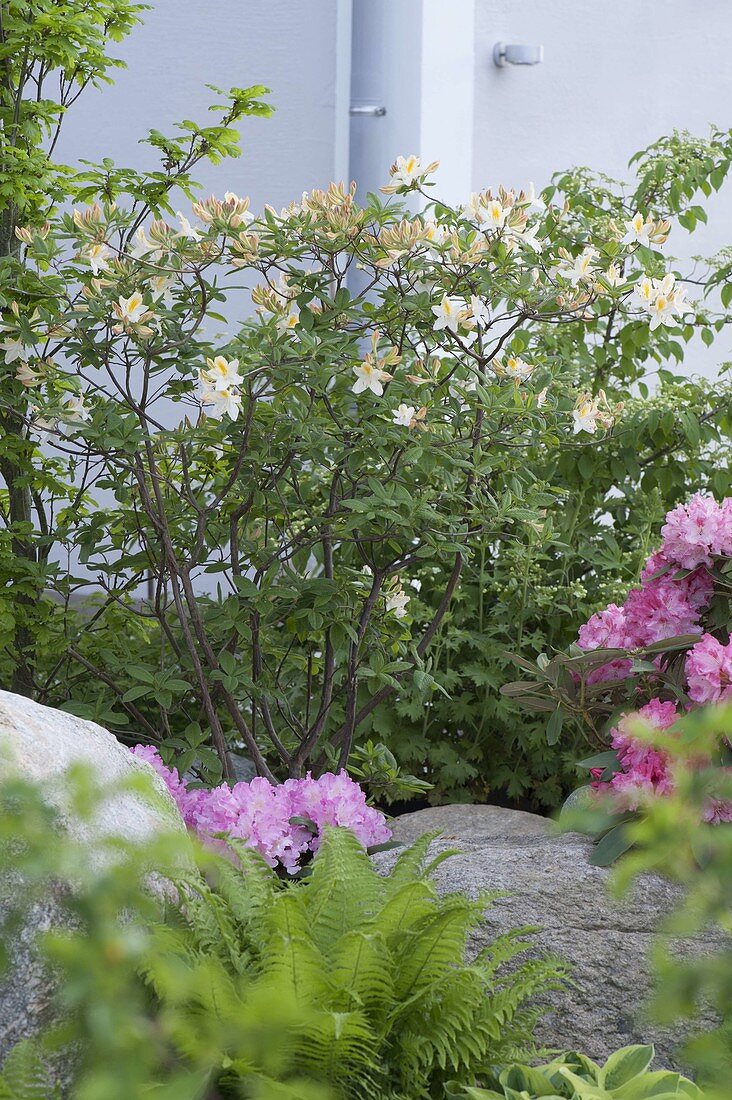 Rhododendron luteum 'Daviesii' (garden azalea, fragrant azalea)
