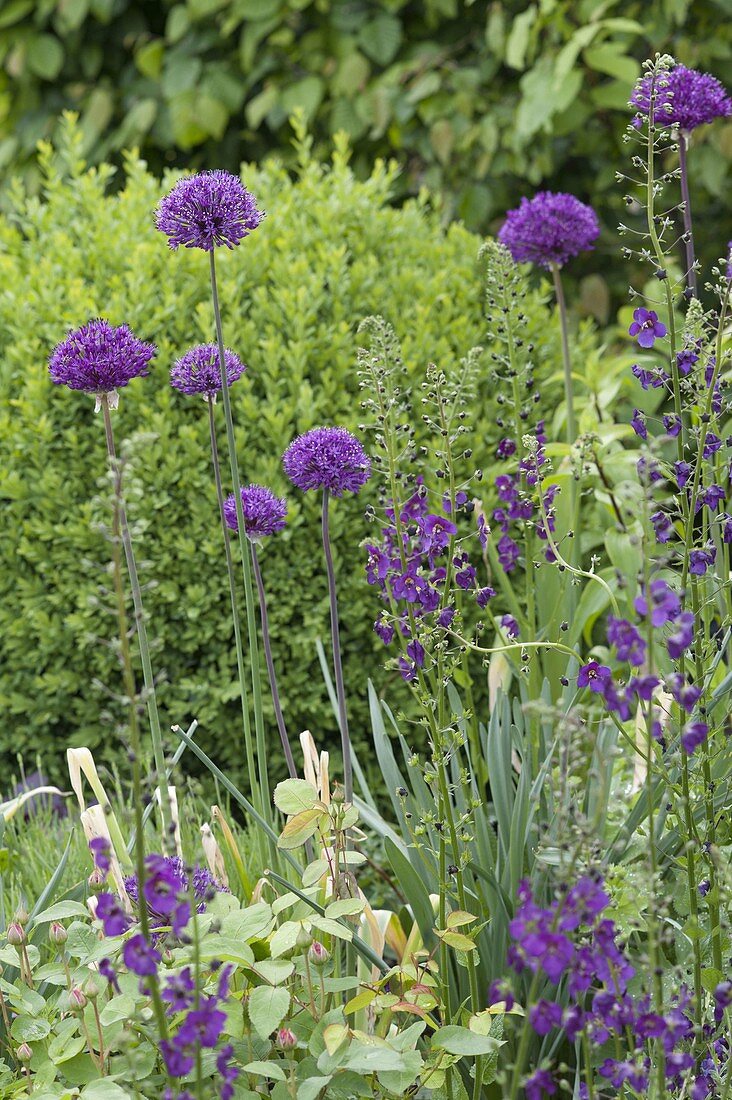 Allium aflatunense 'Purple Sensation' (Purpur-Kugellauch) und Verbascum