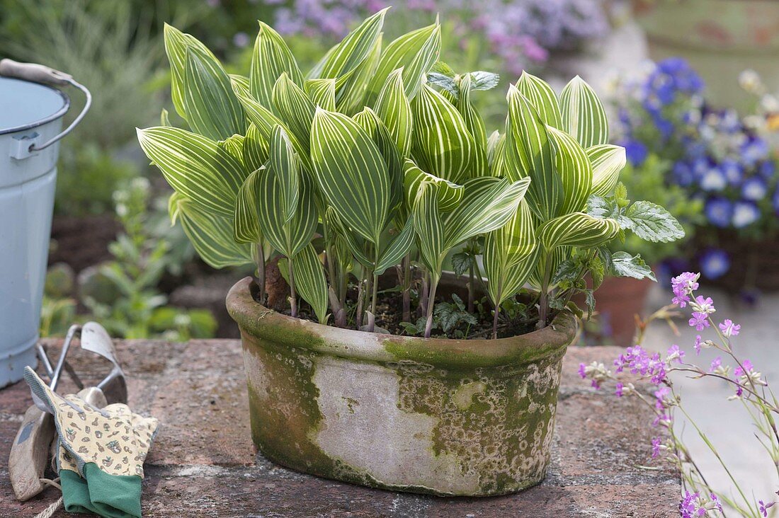 Convallaria majalis 'Striata' syn. Albolineata (Gestreiftes Maiglöckchen)