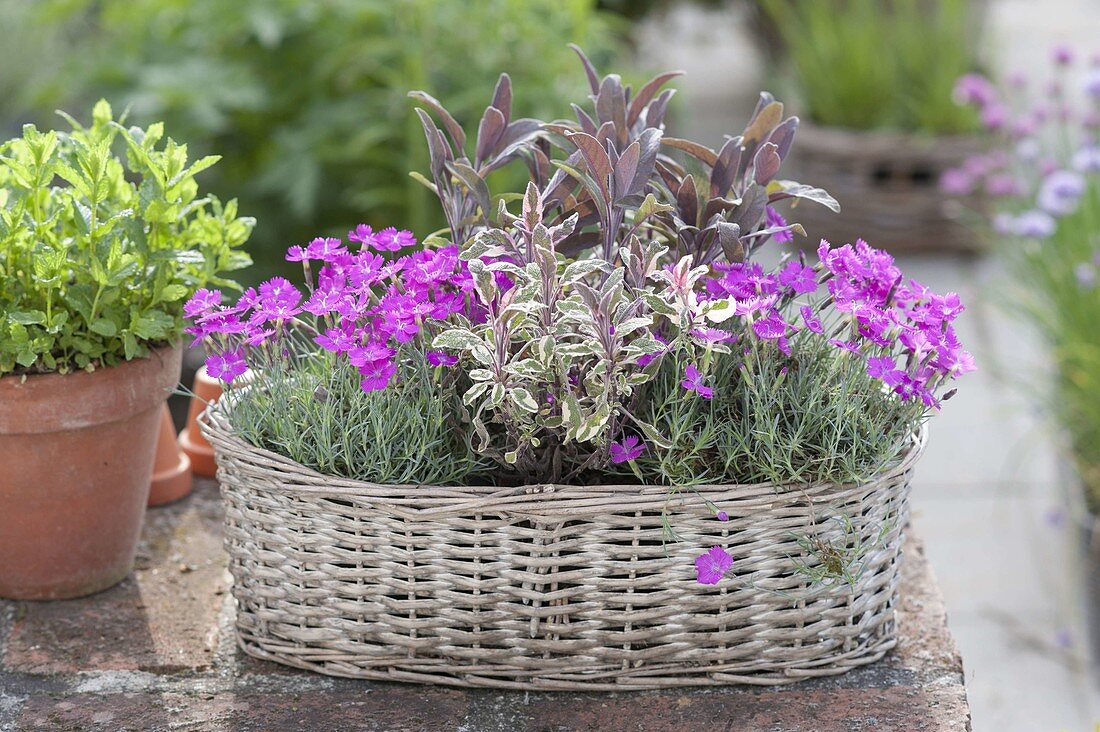 Duftender Korb mit Dianthus gratianopolitanus 'Eydangeri' (Pfingst-Nelken)