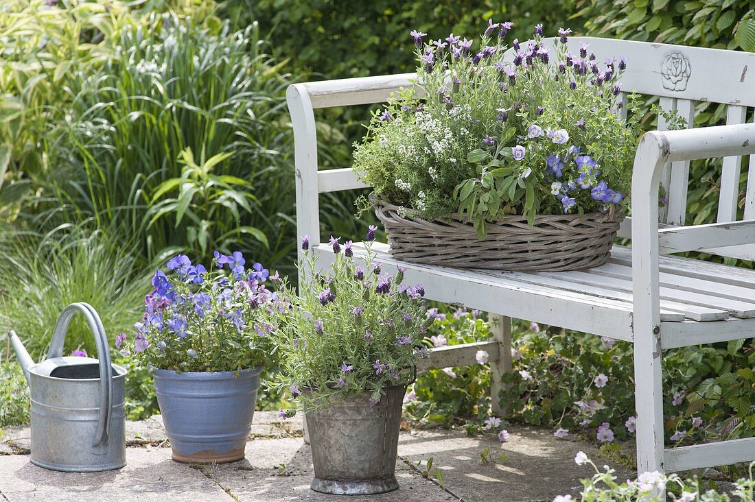 Basket and pots of herbs and edible flowers on the bench