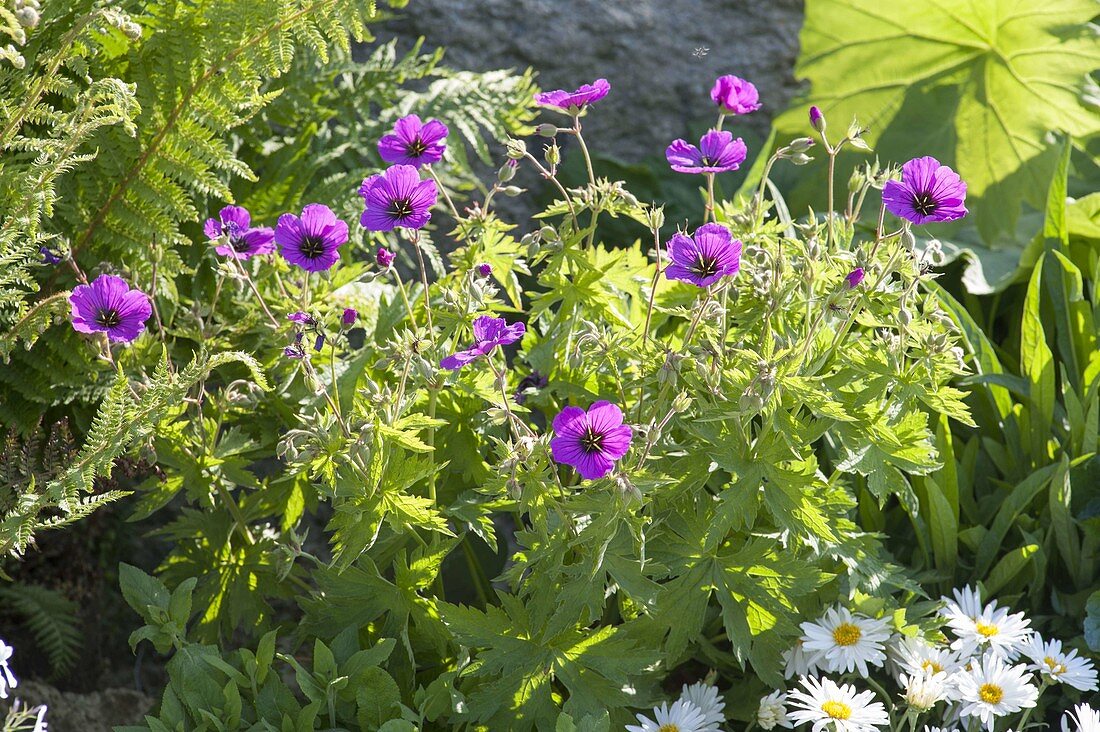 Geranium psilostemon - Armenischer Storchschnabel