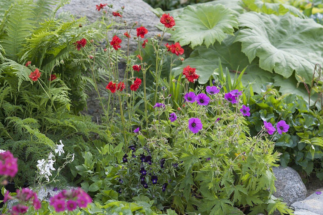 Colorful early summer bed, Geranium psilostemon