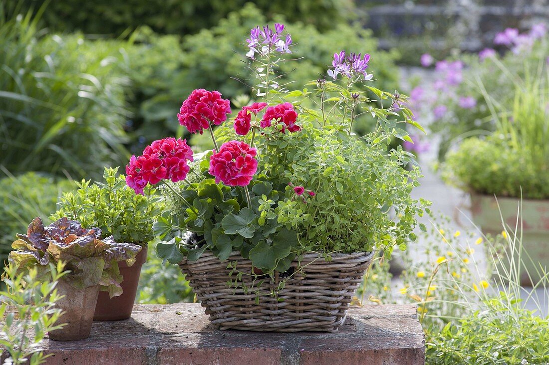 Basket on garden wall with Pelargonium Caliente 'Rose'