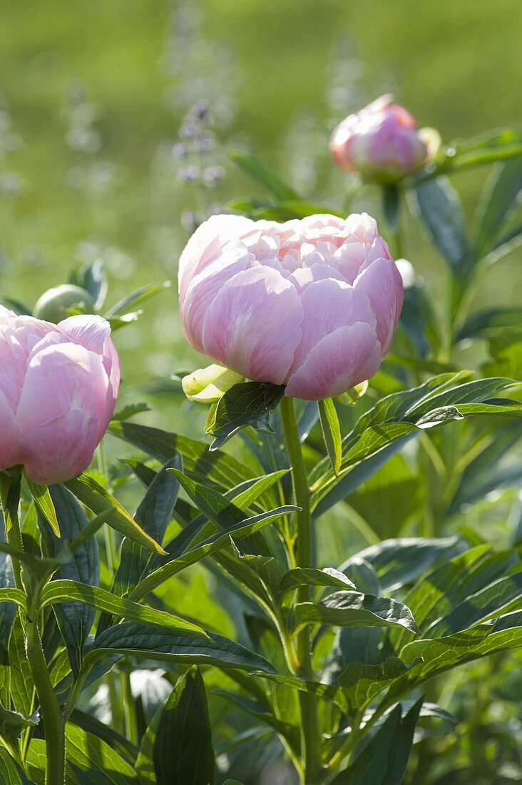 Paeonia lactiflora (Pfingstrose)