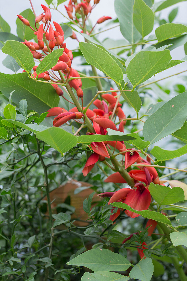 Erythrina crista galli (coral shrub) in the conservatory