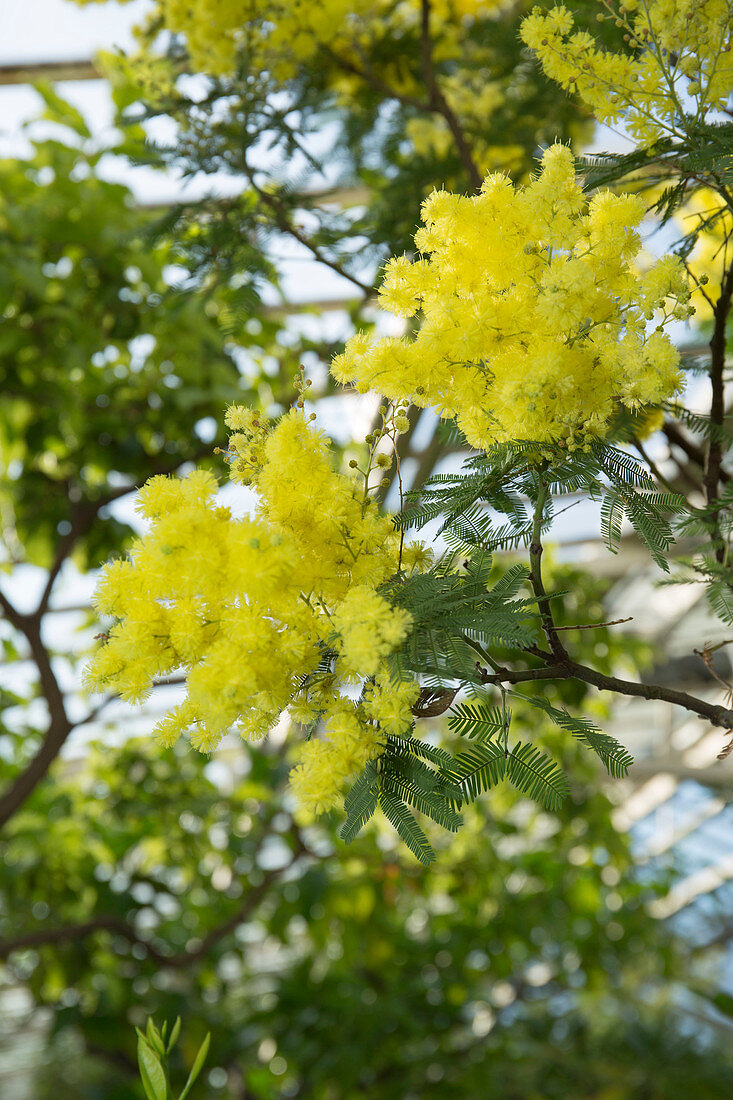Acacia dealbata flowers in early winter in the conservatory