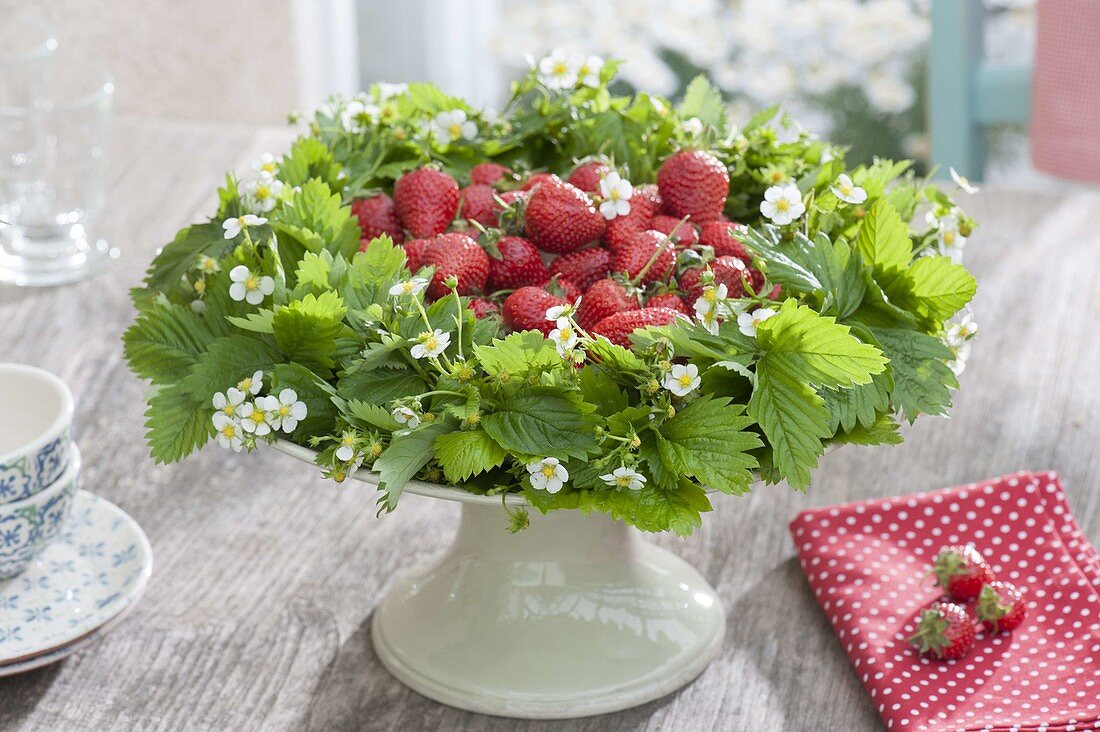 Wild strawberries (Fragaria) leaves and flowers wreath