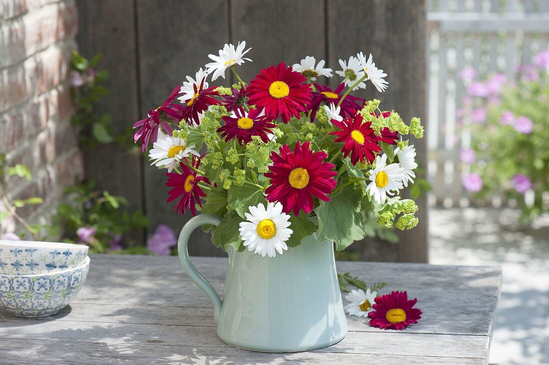 Rot-weisser Strauss aus Chrysanthemum coccineum (Bunten Margeriten)