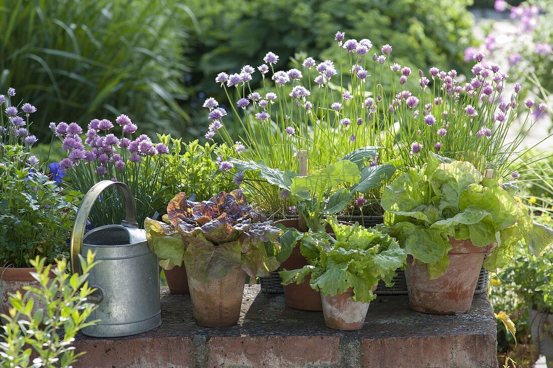 Blühender Schnittlauch (Allium schoenoprasum), verschiedene Salate