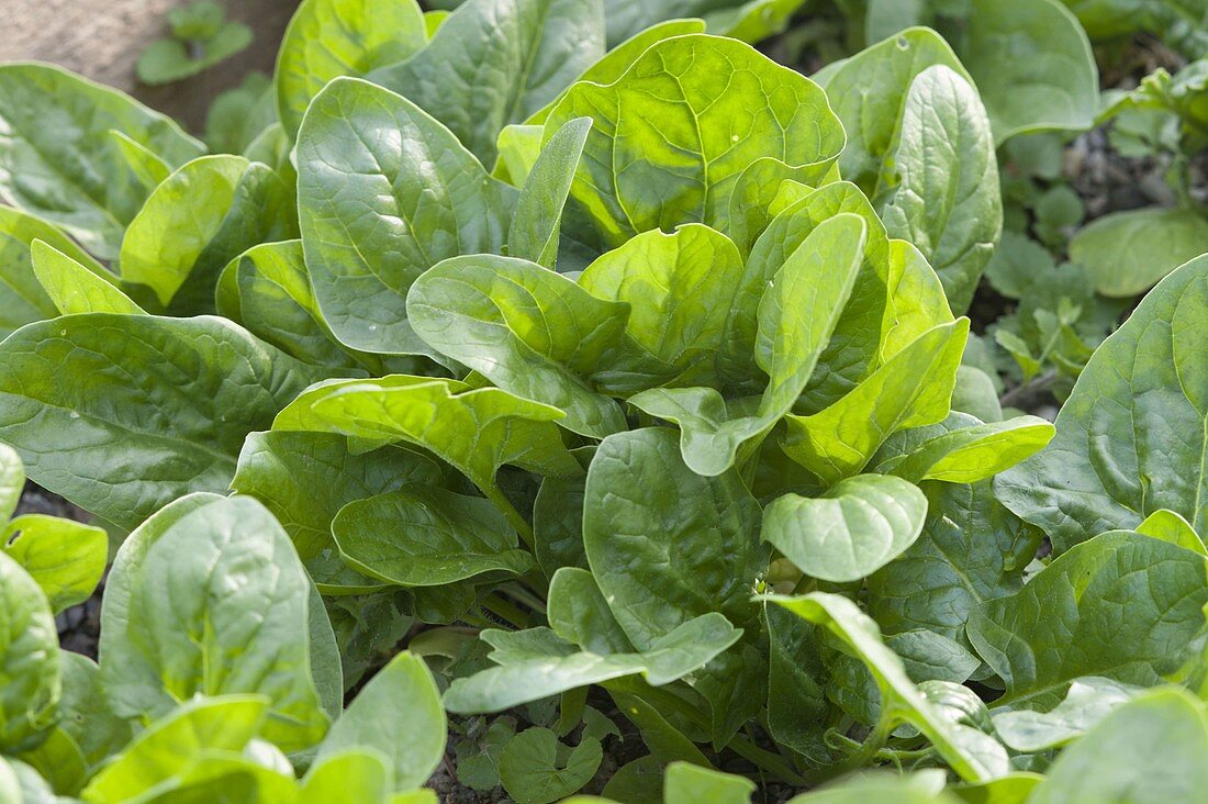 Spinach (Spinacia oleracea)
