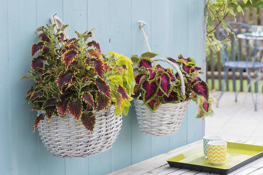 Baskets with solenostemon syn. Coleus hung on wall