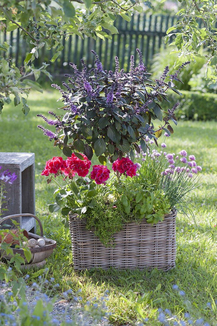 Basket with herbs and geranium in the garden