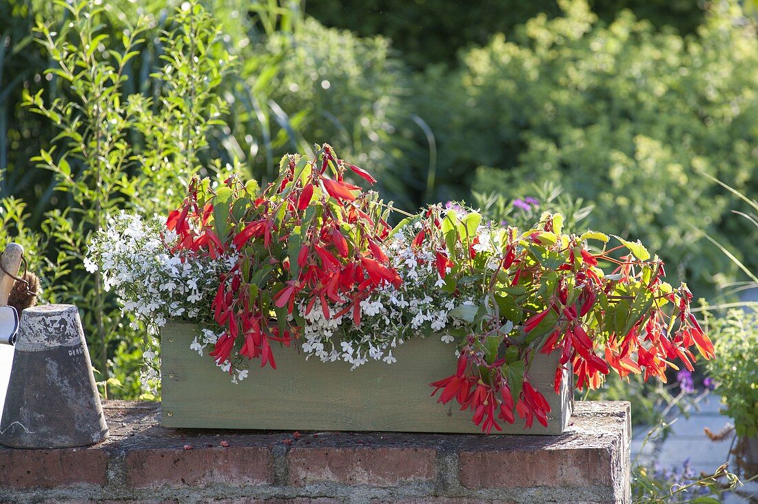 Kasten mit Begonia Summerwings 'Deep Red' (Haengebegonien) und Lobelia