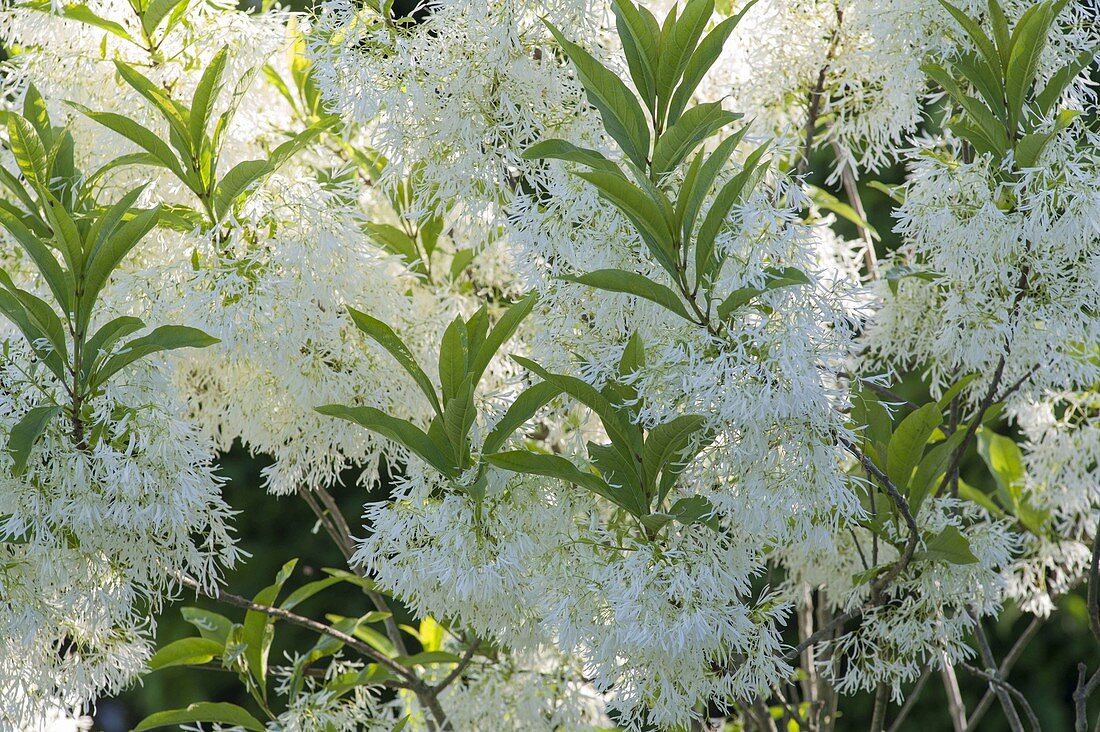 Chionanthus virginicus (Virgin snowflake shrub)