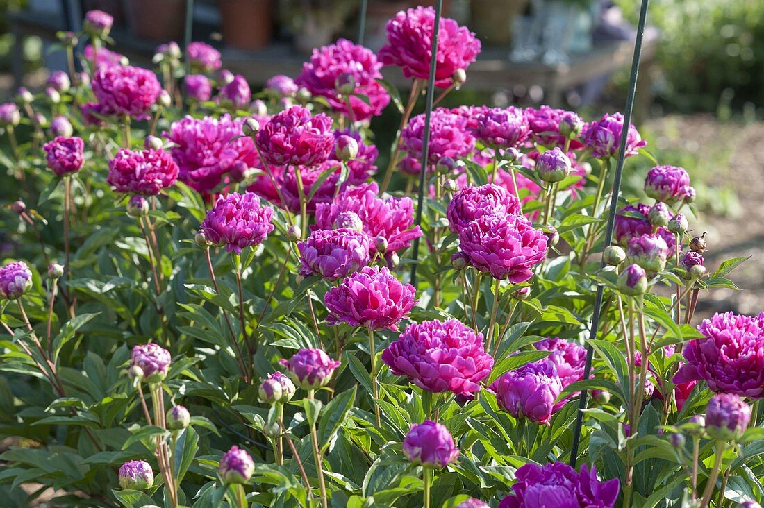 Paeonia lactiflora 'Pink Double' (Pfingstrosen)