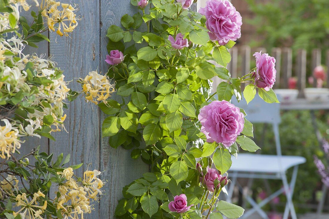Rose 'Hunyard', often flowering, healthy, little or no scent