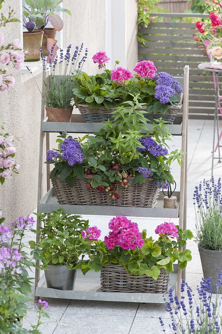 Pflanzentreppe aus Blech mit Kräutern und Balkonblumen