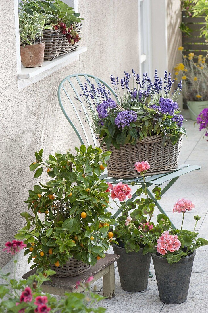 Baskets planted with Citrofortunella microcarpa, lavender