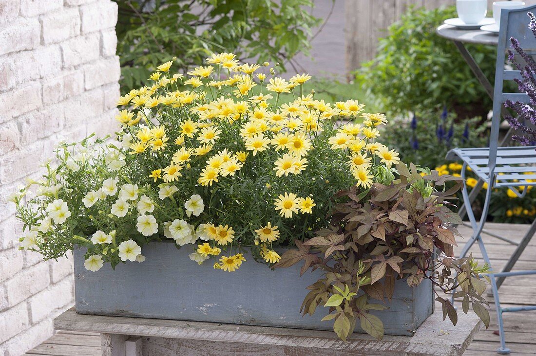 Grauer Holz-Kasten mit Argyranthemum frutescens Courtyard 'Citronelle'
