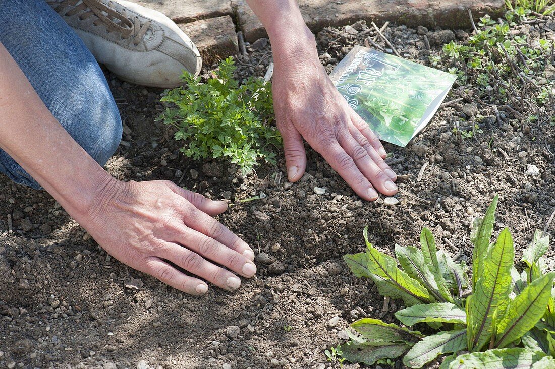 Vegetable sowing in organic garden