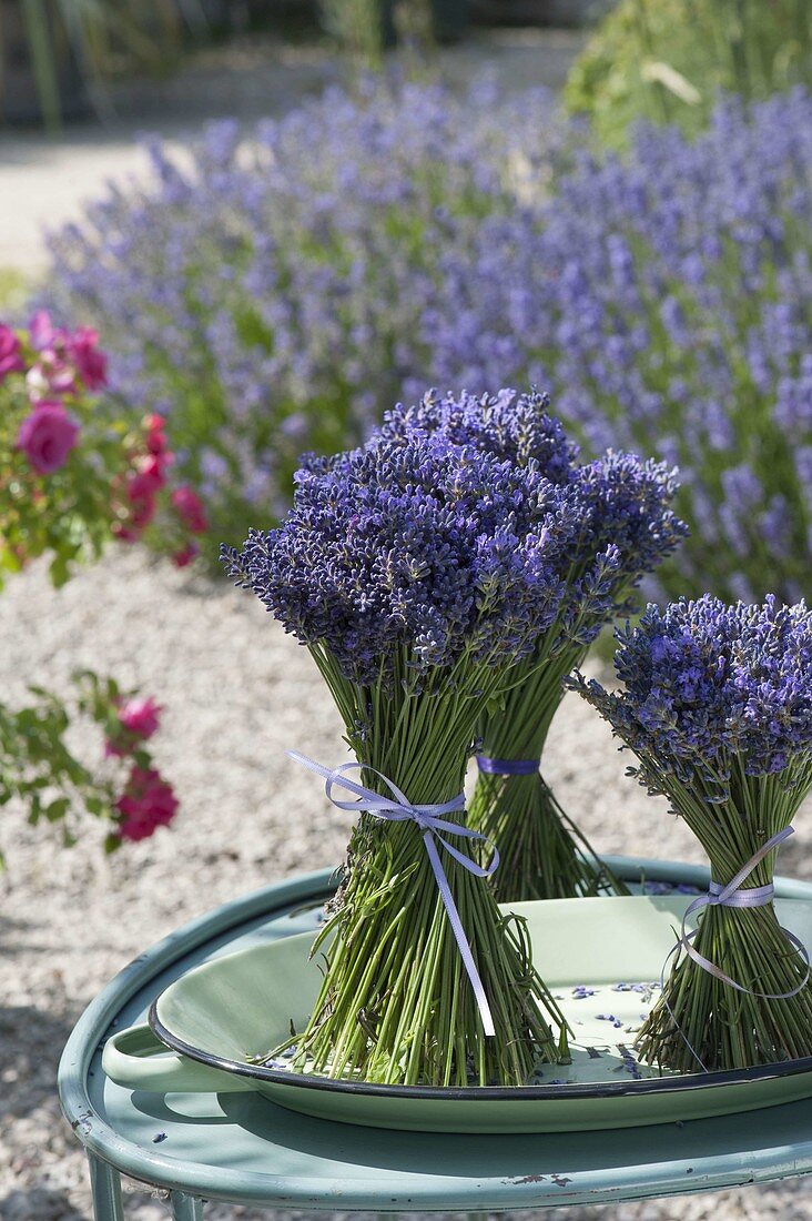 Standing bouquets of lavender (Lavandula) on a shallow bowl