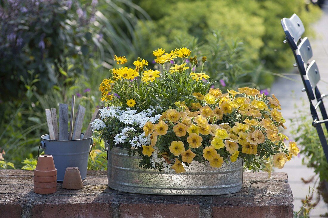 Zinc tub planted summery in yellow-white