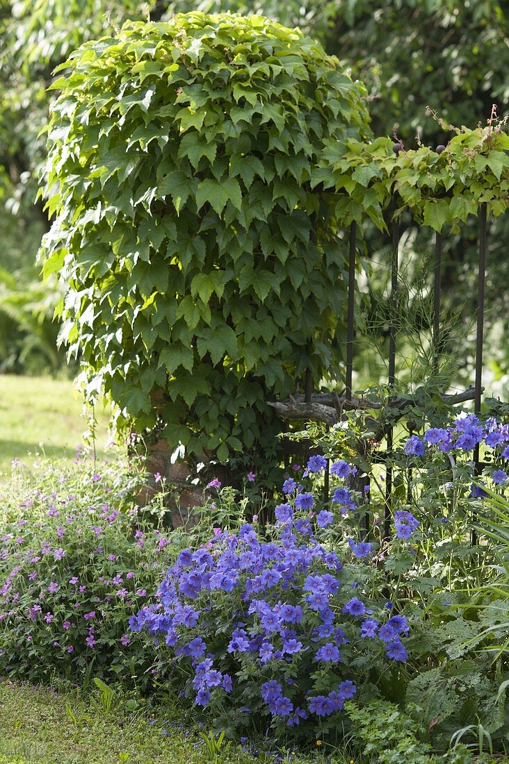 Create perennial flowerbed with cranesbill and grasses