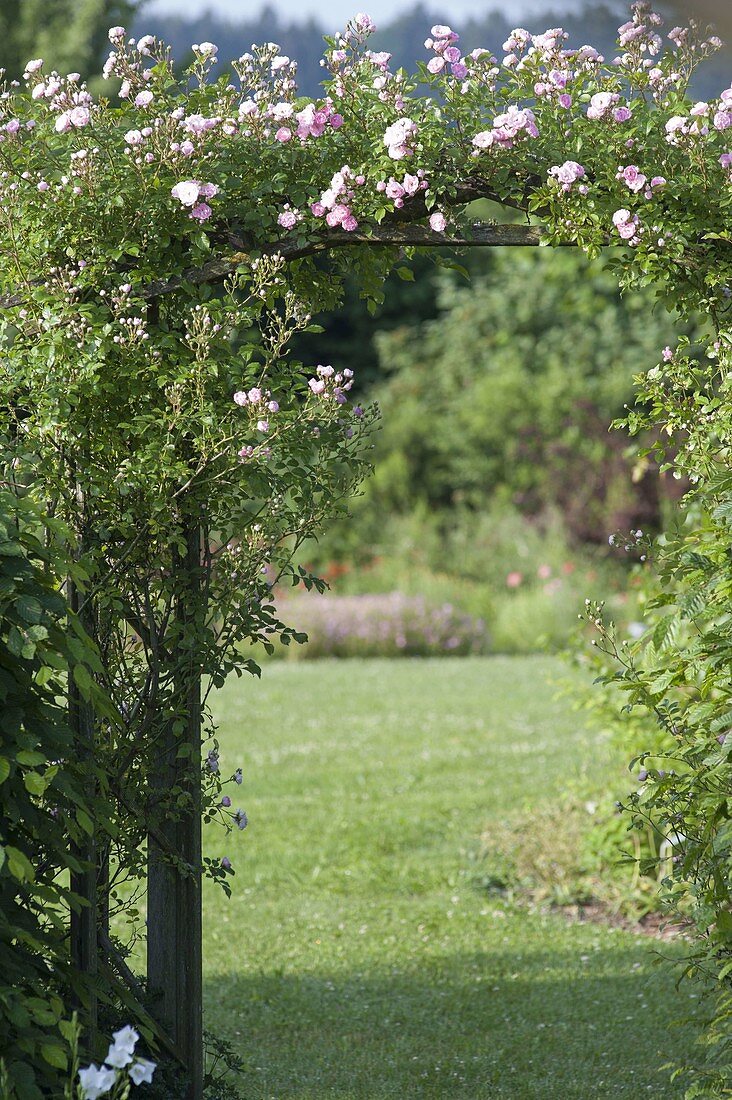 Rose arch with pink 'cherry rose' (rambler rose), more flowering