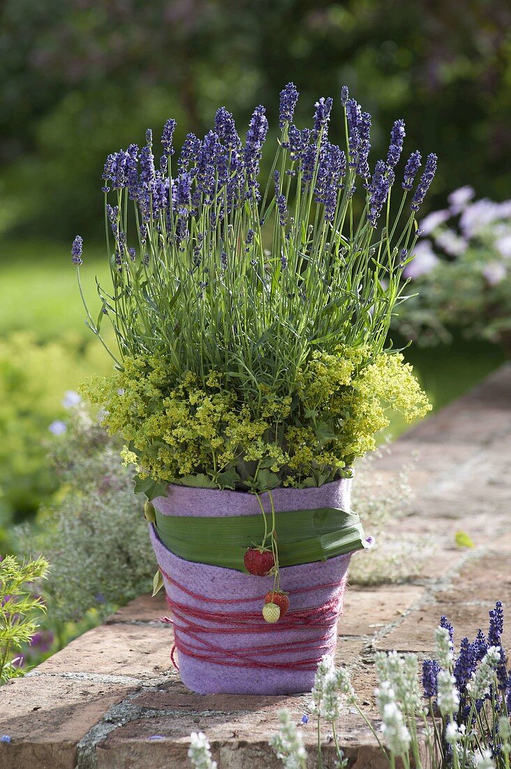 Lavender in pot with felt cover, Alchemilla flowers
