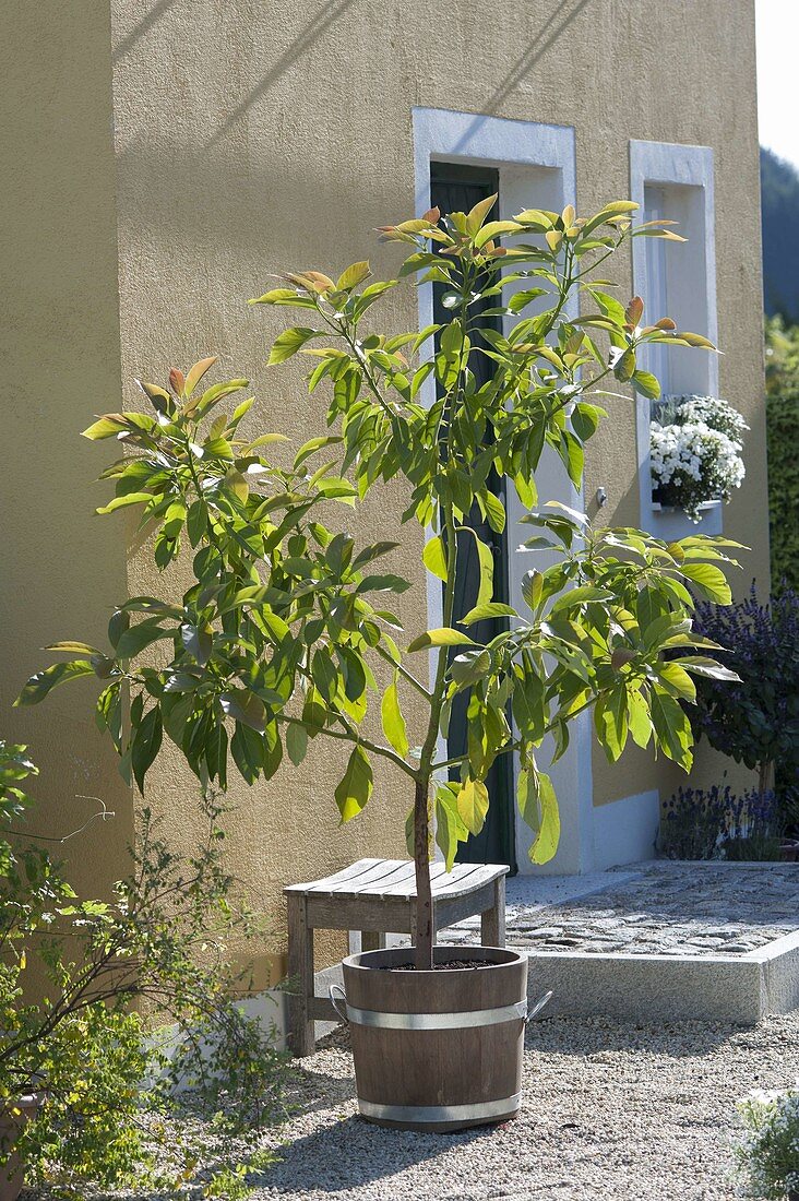 Selbstgezogenes Avocado - Bäumchen (Persea americana) in Holz-Kübel