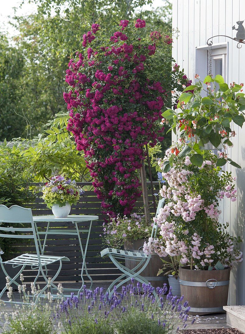 Balcony with climbing roses, Rosa 'Rosenholm' in front 'Super Excelsa'