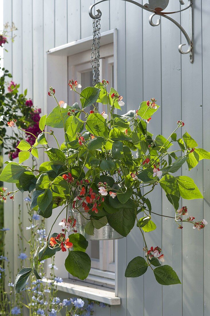 Blühende Feuerbohne 'Hestia' (Phaseolus) als Ampel an Wandhalter