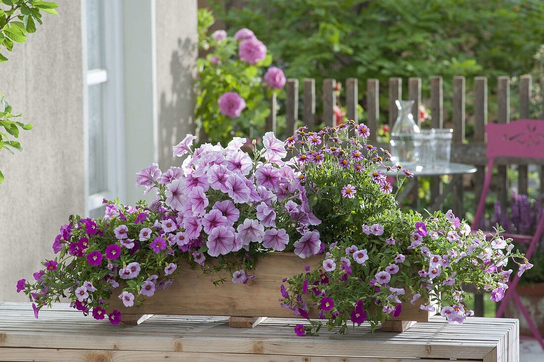 Selbstgebauter Holzkasten rosa-pink bepflanzt : Petunia Famous 'White Rose