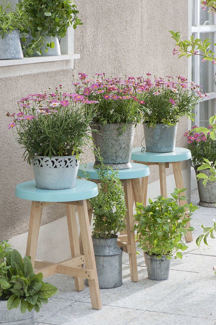Argyranthemum frutescens 'Molimba Pink', on turquoise stools